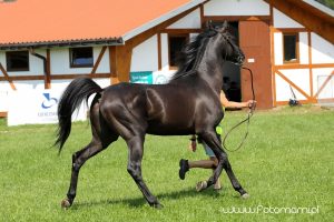 Krakowski Tor Wyścigów Konnych